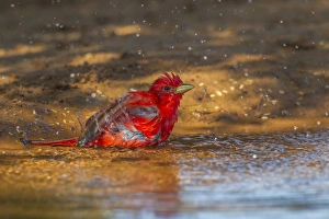Images Dated 4th May 2016: USA, Texas, Hidalgo County. Male summer tanager bathing
