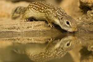 USA, Texas, Hidalgo County. Mexican ground squirrel drinking