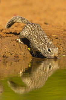 USA, Texas, Hidalgo County. Mexican ground squirrel drinking