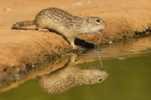 Images Dated 5th May 2016: USA, Texas, Hidalgo County. Mexican ground squirrel drinking