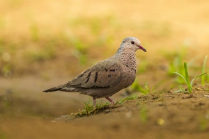 USA, Texas, Hidalgo County. Mourning dove close-up