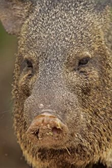 Images Dated 1st May 2007: USA, Texas, Hidalgo County. Portrait of collared peccary or javelina