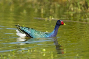 Images Dated 5th May 2016: USA, Texas, Hidalgo County. Purple gallinule swimming