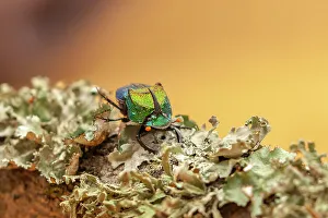 Hidalgo County Prints: USA, Texas, Hidalgo County. Rainbow scarab beetle close-up