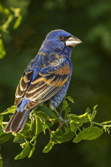 Hidalgo County Prints: USA, Texas, Hidalgo County. Rear close-up of male blue grosbeak on branch. Credit as