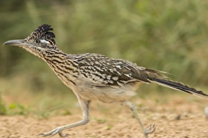 Images Dated 3rd May 2016: USA, Texas, Hidalgo County. roadrunner running Credit as: Cathy & Gordon Illg /