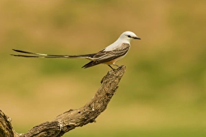 Hidalgo County Prints: USA, Texas, Hidalgo County. Scissor-tailed flycatcher on limb