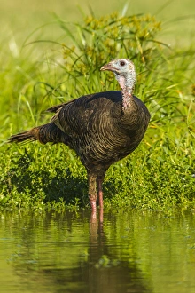 Texas Prints: USA, Texas, Hidalgo County. Turkey standing in water
