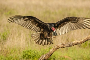 Images Dated 4th May 2016: USA, Texas, Hidalgo County. Turkey vulture landing on limb