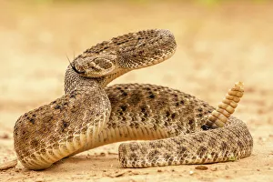 Hidalgo County Prints: USA, Texas, Hidalgo County. Western diamondback rattlesnake coiled to strike. Credit as