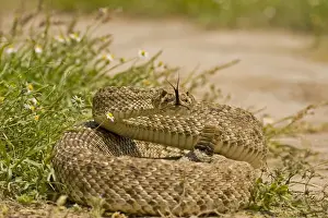 Territorial Prints: USA, Texas, Hidalgo County. Western diamondback rattlesnake in defensive position
