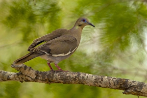 USA, Texas, Hidalgo County. White-winged dove on limb
