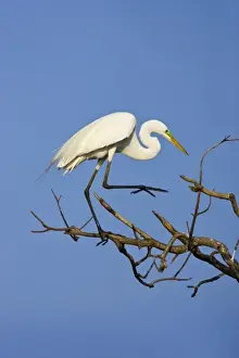 High Island Prints: USA, Texas, High Island. Great egret in breeding plumage at High Island Rookery