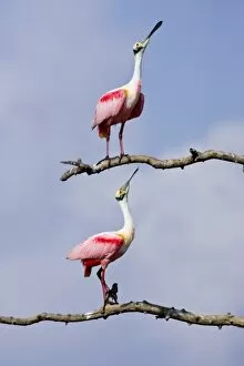 Images Dated 2nd April 2006: USA, Texas, High Island, High Island Rookery. Roseate spoonbill pair in mating display