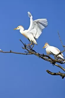 USA, Texas, High Island, High Island Rookery. Cattle egret pair in breeding plumage