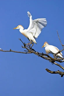 Images Dated 2nd April 2006: USA, Texas, High Island, High Island Rookery. Cattle egret pair in breeding plumage