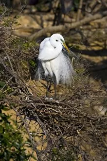 Images Dated 2nd April 2006: USA, Texas, High Island, High Island Rookery. Great egret on nest with eggs