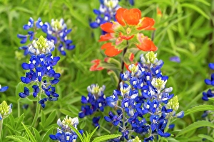 Images Dated 22nd June 2024: USA, Texas, Hill Country. Blooming bluebonnets and Indian paintbrush flowers