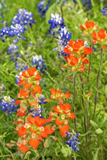 Images Dated 22nd June 2024: USA, Texas, Hill Country. Blooming bluebonnets and Indian paintbrush flowers