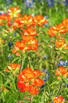 Images Dated 22nd June 2024: USA, Texas, Hill Country. Blooming bluebonnets and Indian paintbrush flowers