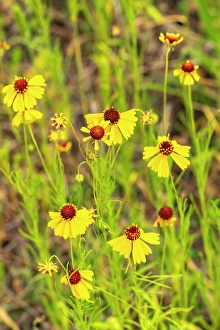 Images Dated 22nd June 2024: USA, Texas, Hill Country. Blooming coreopsis flowers