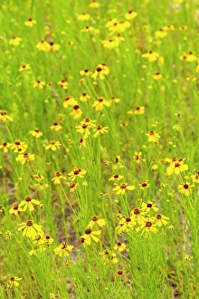 Images Dated 22nd June 2024: USA, Texas, Hill Country. Blooming coreopsis flowers