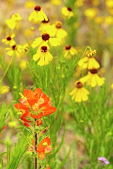 Images Dated 22nd June 2024: USA, Texas, Hill Country. Blooming coreopsis and Indian paintbrush flowers