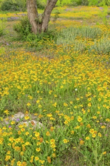 Images Dated 22nd June 2024: USA, Texas, Hill Country. Blooming Huisache daisies