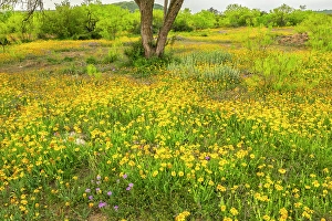 Prints of USA, Texas, Hill Country. Blooming Huisache daisies Images Dated 2025 January: USA, Texas, Hill Country. Blooming Huisache daisies