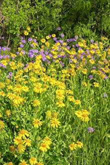 Verbena Prints: USA, Texas, Hill Country. Blooming Huisache daisies and verbena