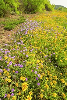 Verbena Prints: USA, Texas, Hill Country. Blooming Huisache daisy and verbena flowers