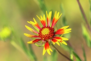 Images Dated 22nd June 2024: USA, Texas, Hill Country. Blooming Indian blanket wildflower