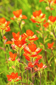 Images Dated 22nd June 2024: USA, Texas, Hill Country. Blooming Indian paintbrush flowers
