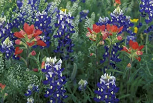 Images Dated 30th December 2003: USA, Texas Hill Country. Bluebonnets and Paintbrush in bloom