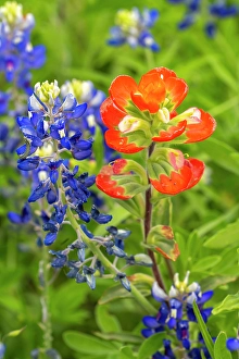 Images Dated 22nd June 2024: USA, Texas, Hill Country. Close-up of bluebonnets and Indian paintbrush flowers
