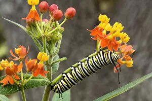 Images Dated 10th April 2006: USA, Texas, Hill Country. Close-up of monarch butterfly caterpillar crawling on flower stalk