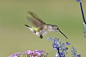Blackchinned Hummingbird Prints: USA, Texas, Hill Country. Female black-chinned hummingbird hovering over flower