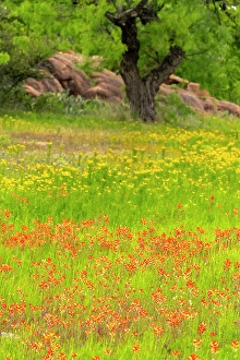 Images Dated 22nd June 2024: USA, Texas, Hill Country. Field of blooming coreopsis and Indian paintbrush flowers