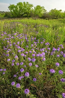 Verbena Prints: USA, Texas, Hill Country. Field with blooming verbena flowers