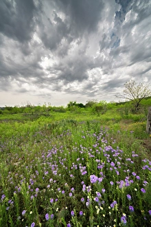 Verbena Prints: USA, Texas, Hill Country. Field of blooming verbena flowers and clouds