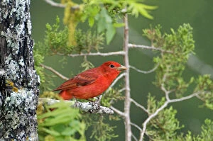 USA, Texas, Hill Country. Male summer tanager on tree limb