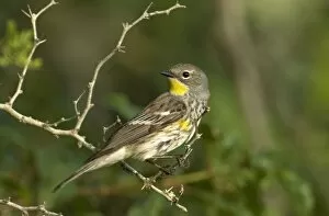 USA, Texas, Hill Country. Male yellow-rumped warbler perched on limb
