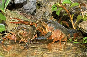 Crayfish Prints: USA, Texas, Hill Country. Pocambarus species of crayfish in pond