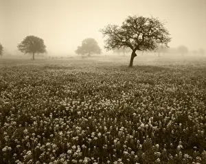 Images Dated 11th February 2013: USA, Texas, Hill Country, View of texas paintbrush and bluebonnets flowers at dawn