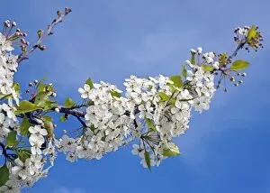 USA, Texas, Katy. Cherry tree in blossom