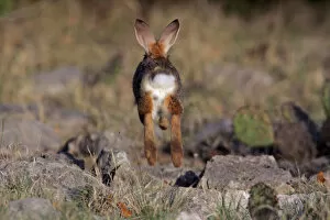 Images Dated 5th April 2006: USA, Texas, Kimble County. Rear view of cottontail rabbit running and jumping. Credit as