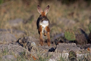 USA, Texas, Kimble County. Rear view of cottontail rabbit running and jumping. Credit as