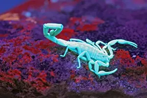 Surreal Prints: USA, Texas, Kimble County. Striped bark scorpion under black light