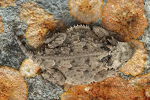 Images Dated 22nd April 2006: USA, Texas, Kimble County. Texas horned lizard. Credit as: Cathy & Gordon Illg /