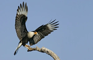 Art Morris Prints: USA, Texas, Linn, Cozad Ranch. Crested caracara landing on tree branch. Credit as